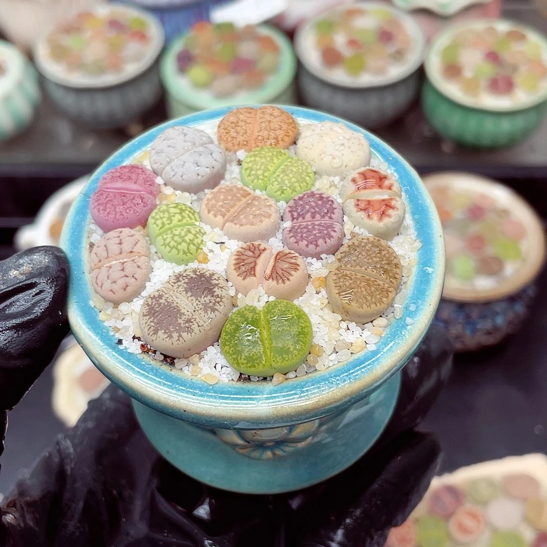 生石花满18包邮0924-220
