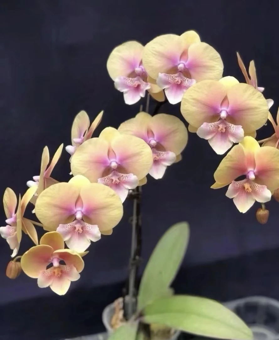 《黄桃之梦》蝴蝶兰3.5成熟苗无花无剑室内盆栽植物基地直发