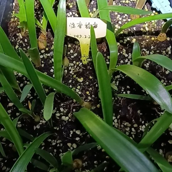 无花朵惊奇铃声1.5切球苗