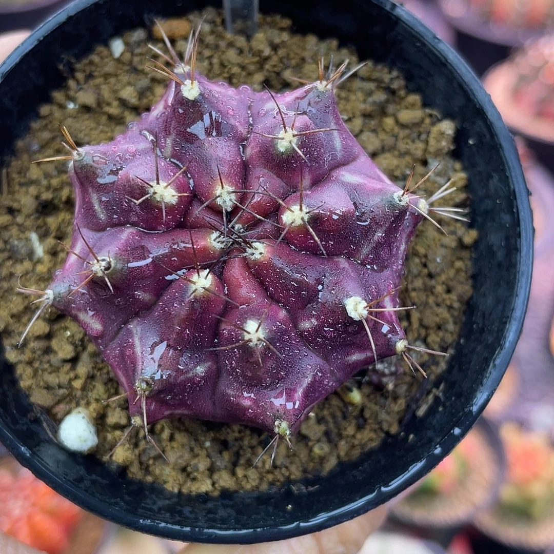 1-213米哈皮色球4.7厘米