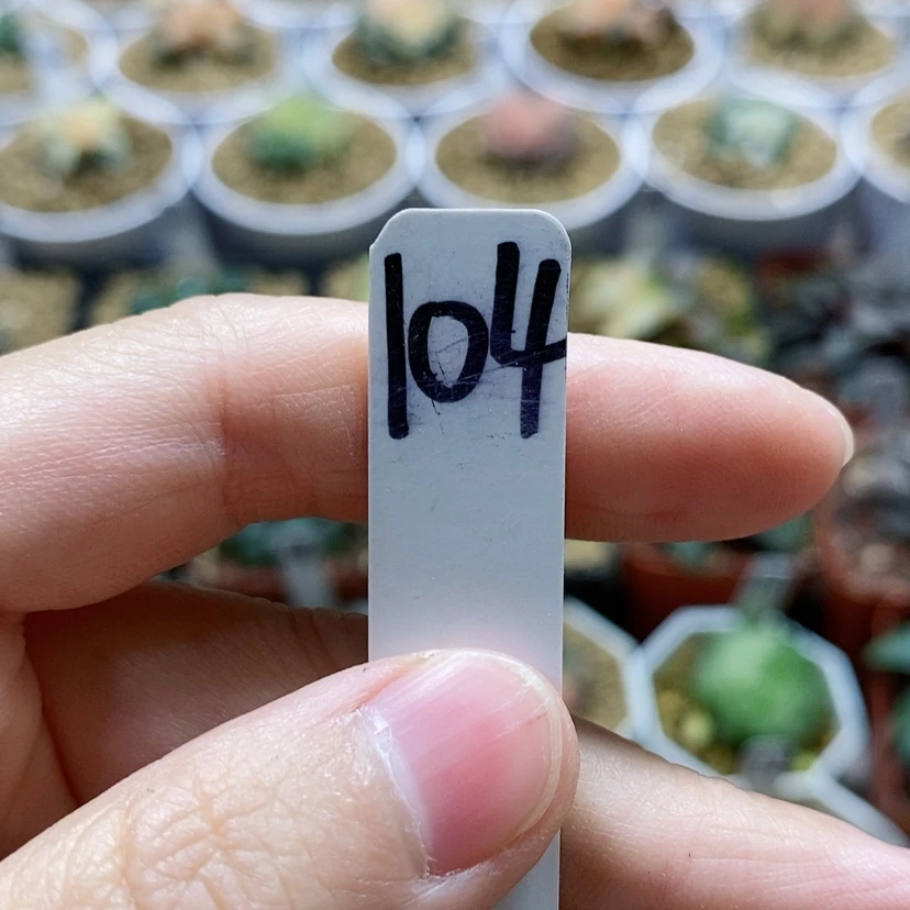 【闪购商品】104，140，190，191
