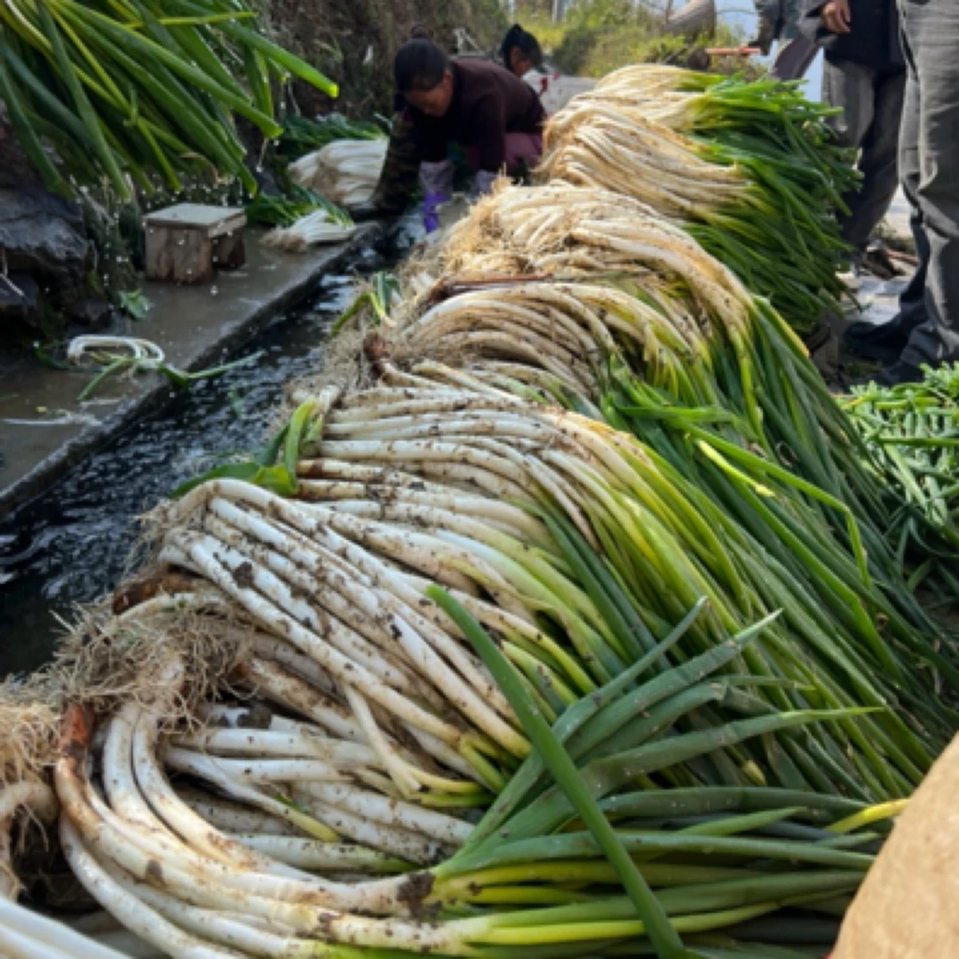 云南露天高山大葱 (弯葱) 香味浓郁