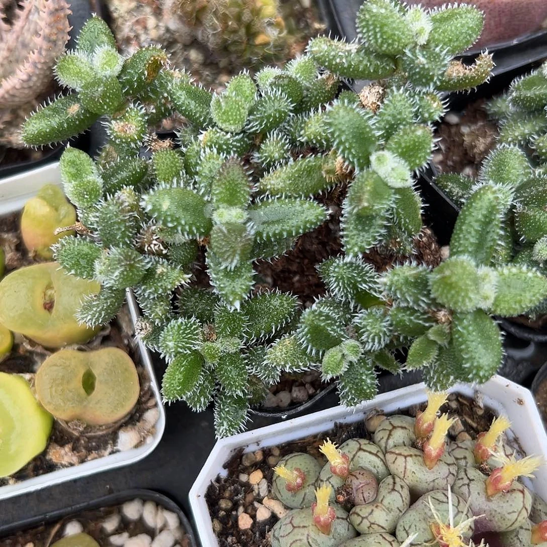 多肉植物雷同开花
