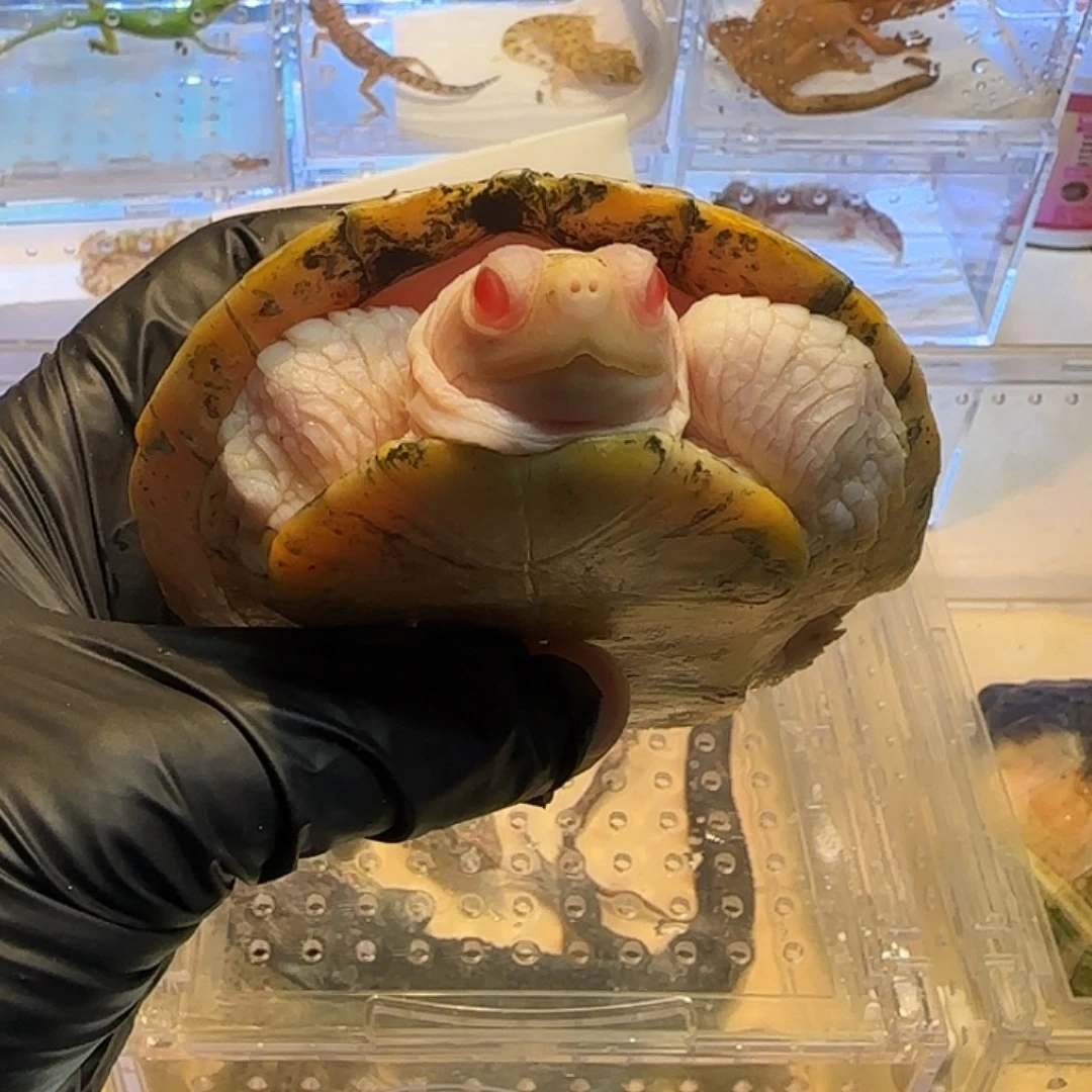 豹纹守宫雪巴龟0001