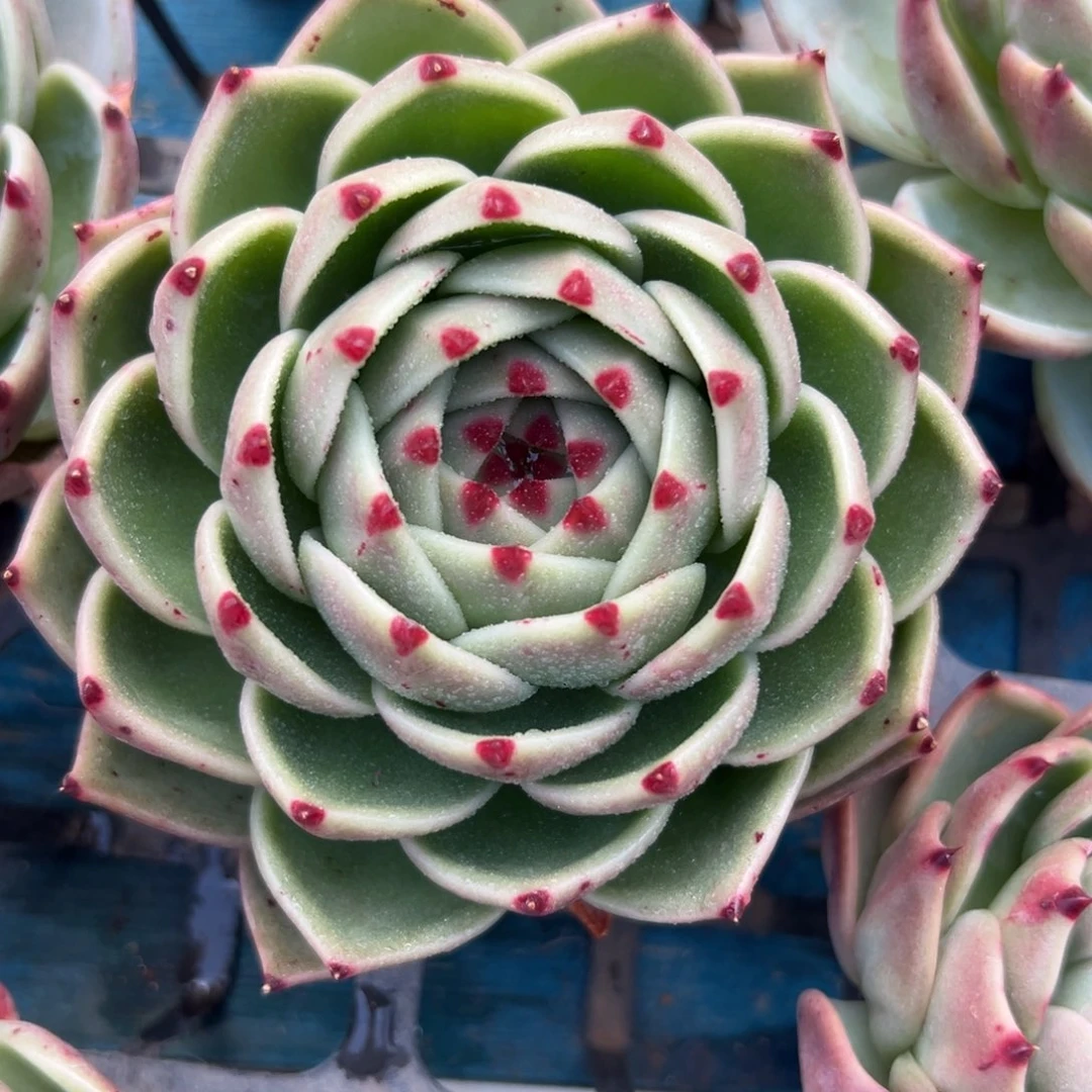 从前慢花园多肉编号1124-大蓝龙