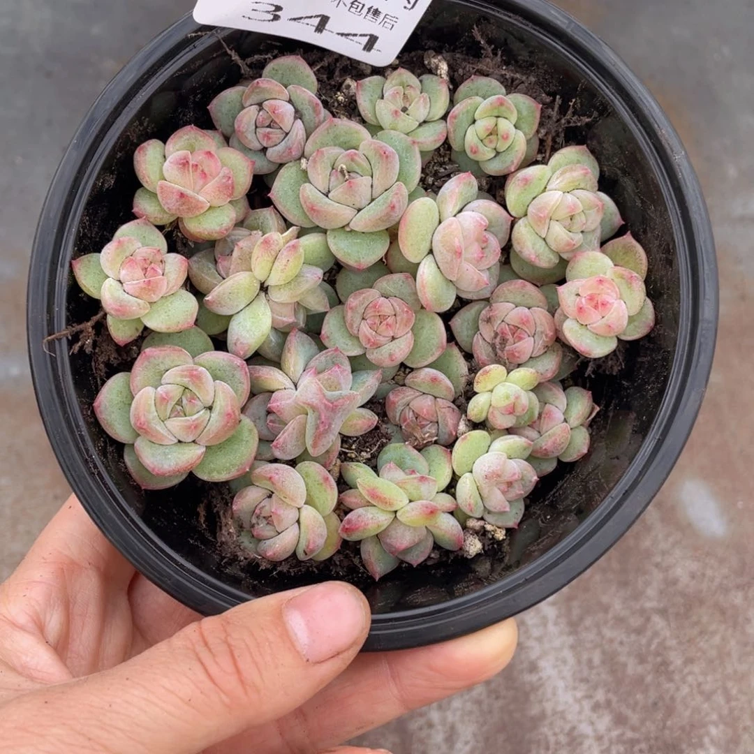 糕大上多肉植物344