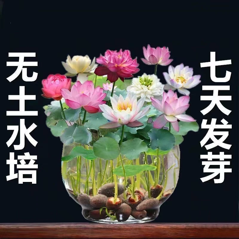水培碗莲种子睡莲花卉好养可四季水养适合客厅盆栽客厅办公室用