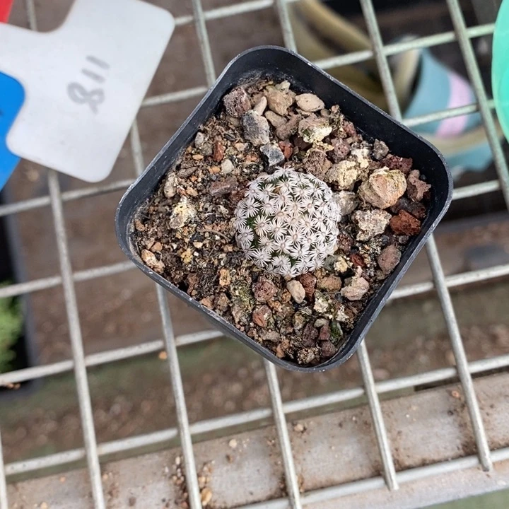 小**虫伯克利和格蕾纳等著名音乐