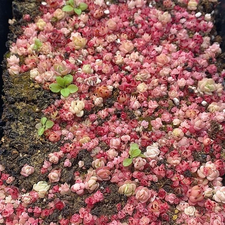 52 多肉植物盆栽花卉植物