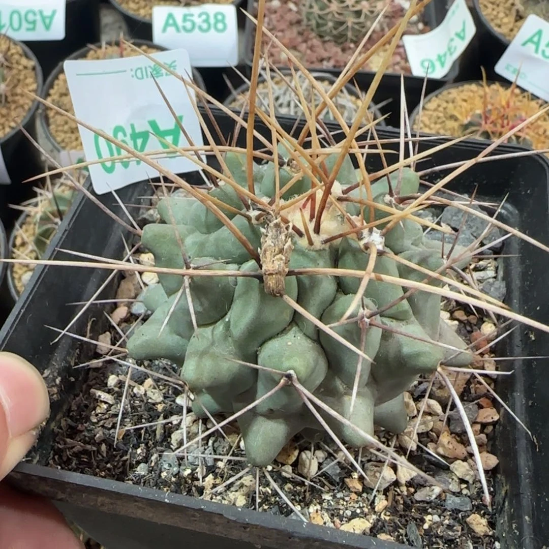 鹤巢 实生仙人球490