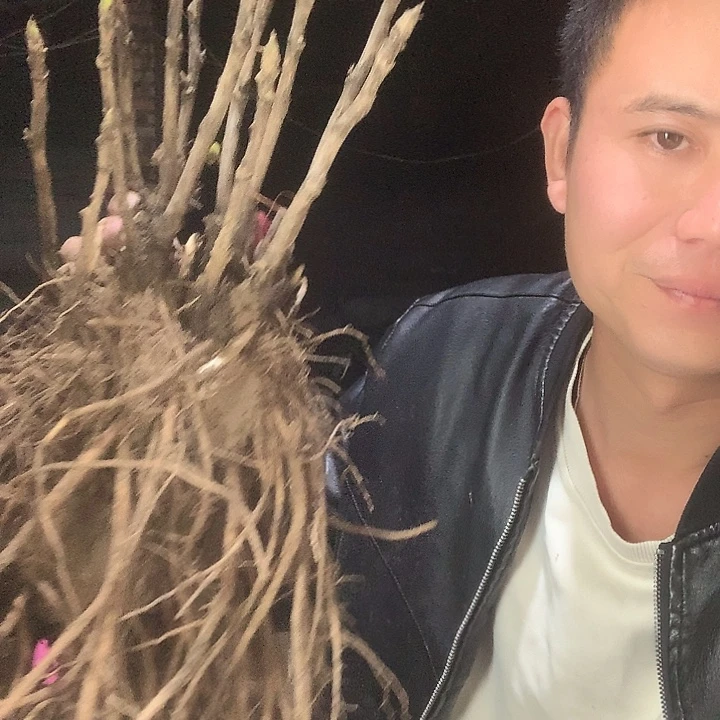 守***福当前无花栽培后可以开花