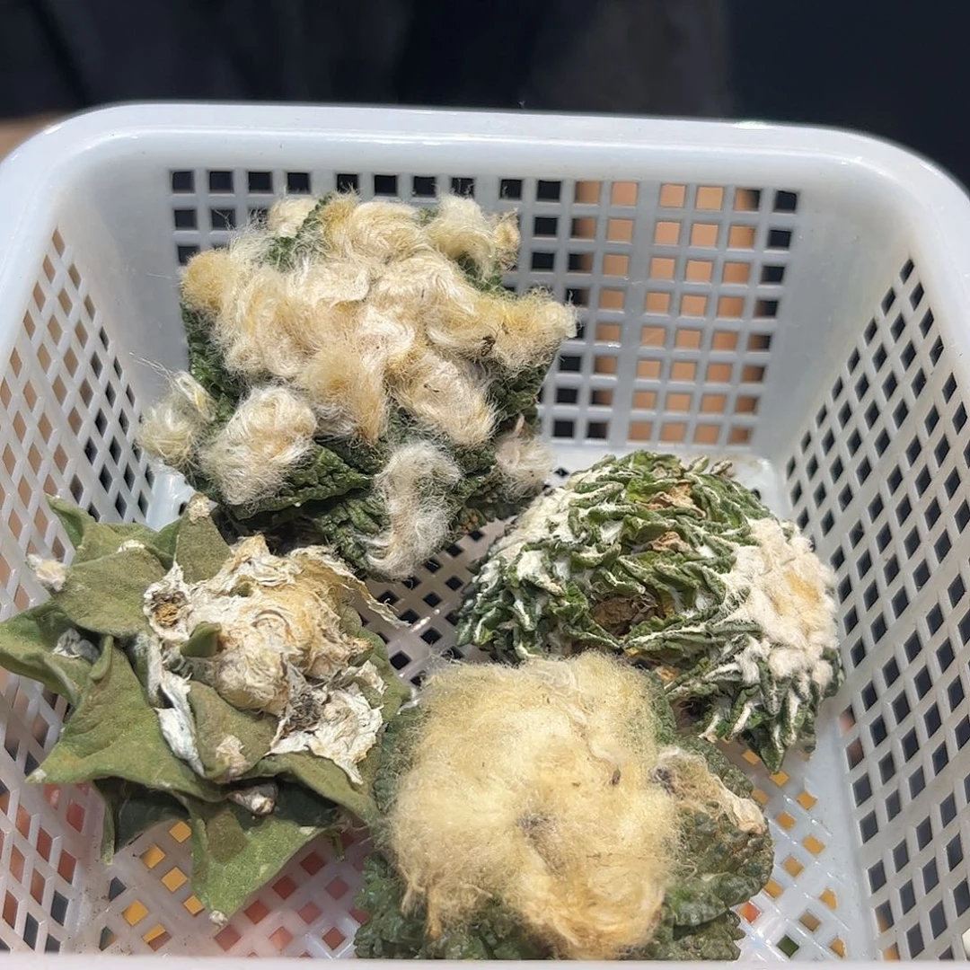 32号一筐酸菜牡丹福利