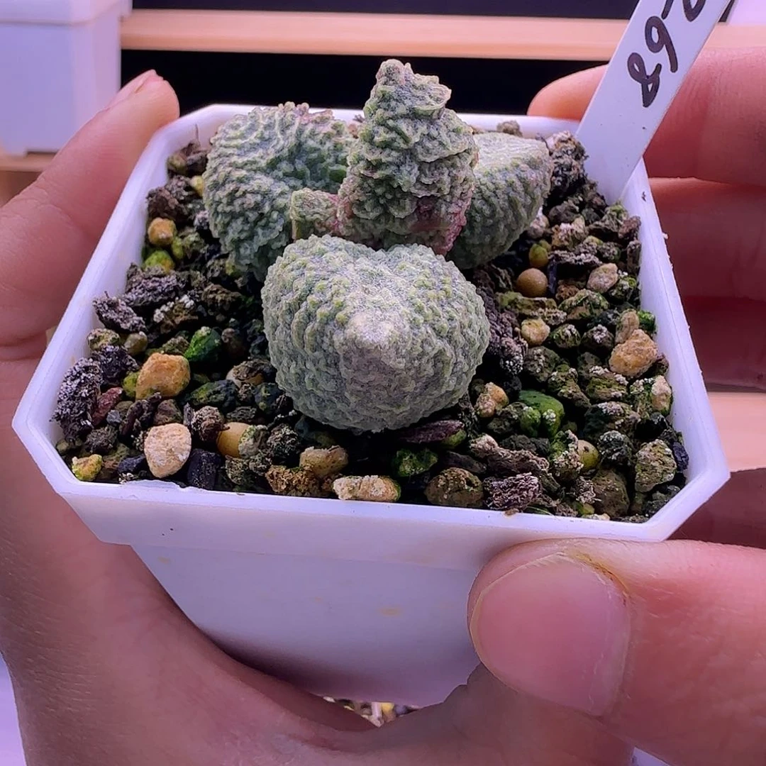 专拍，寄养，一物一拍