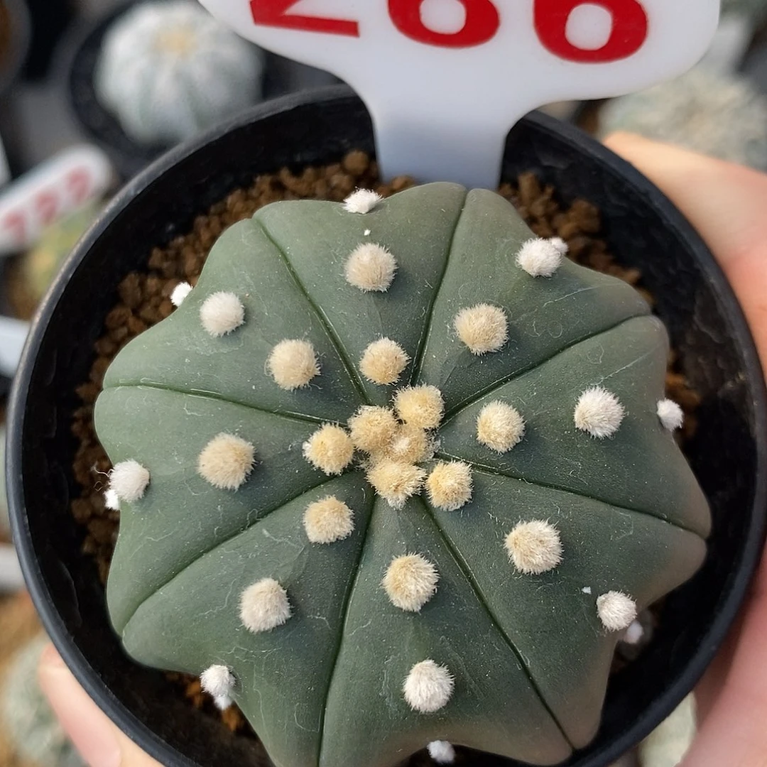 286琉璃指纹海星特价