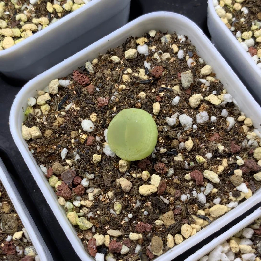 643紫皮拉登一颗