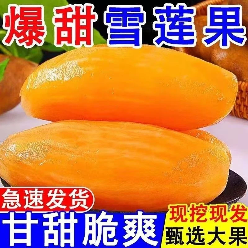 云南天山雪莲果黄心应季水果老人孕妇小孩爱吃脆甜多汁
