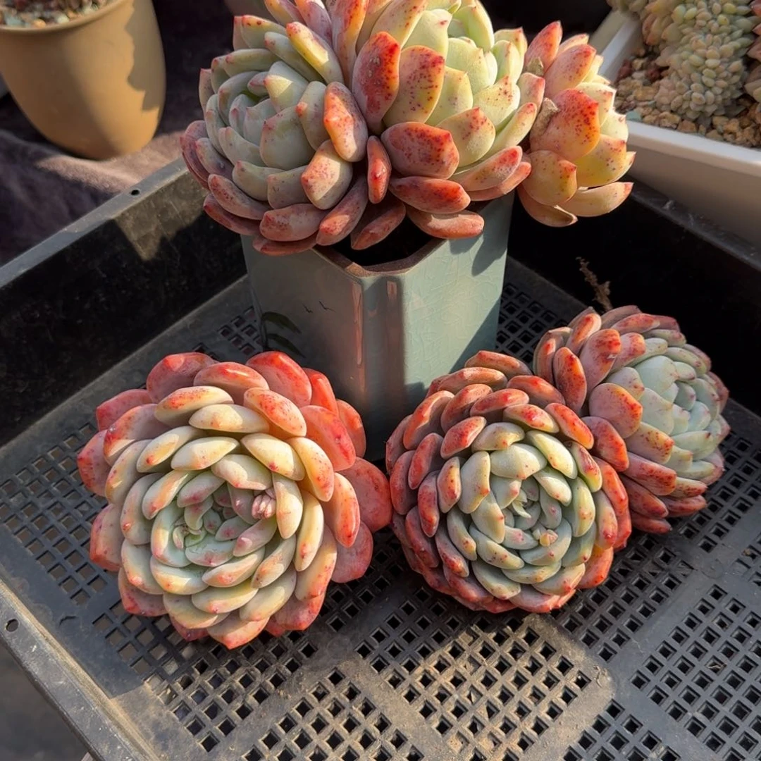 开播福利，三颗一组