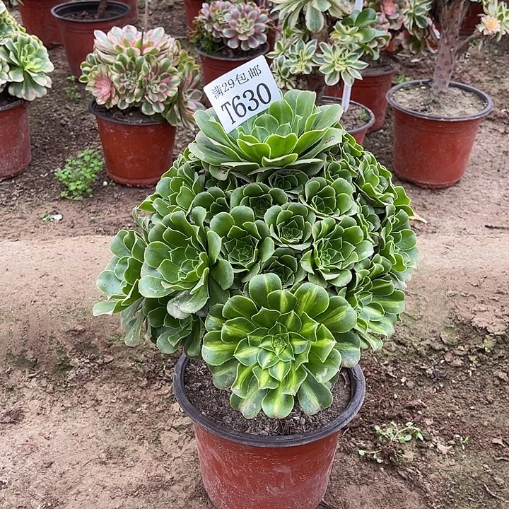 630翡翠琉璃   多肉植物