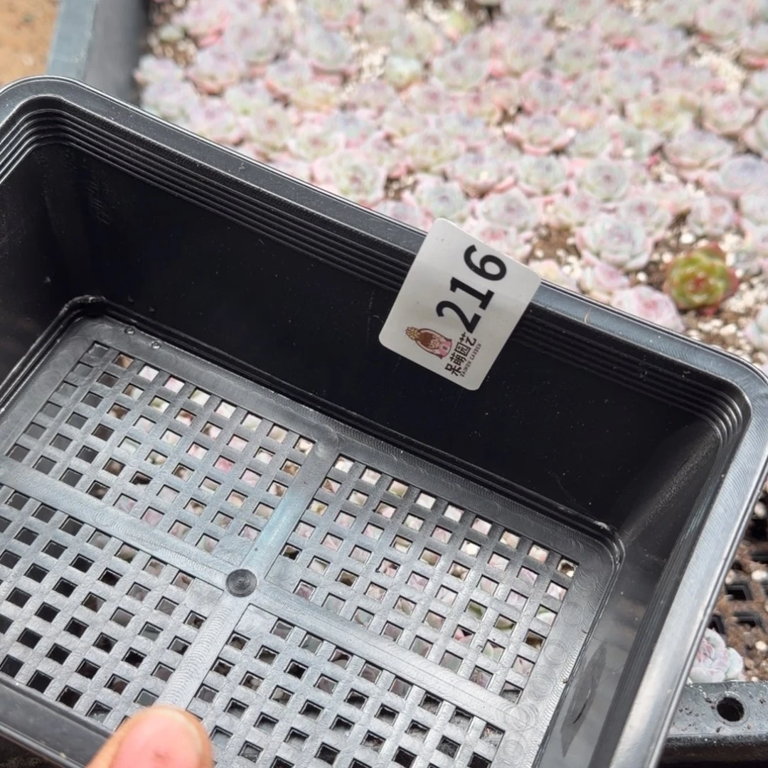 浅***浅多肉植物多肉植物