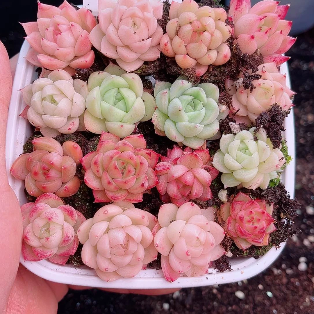 1-143 新疆西藏内蒙不发12.8包邮