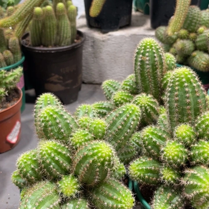 新品进口白檀帕米尔之眼一杯