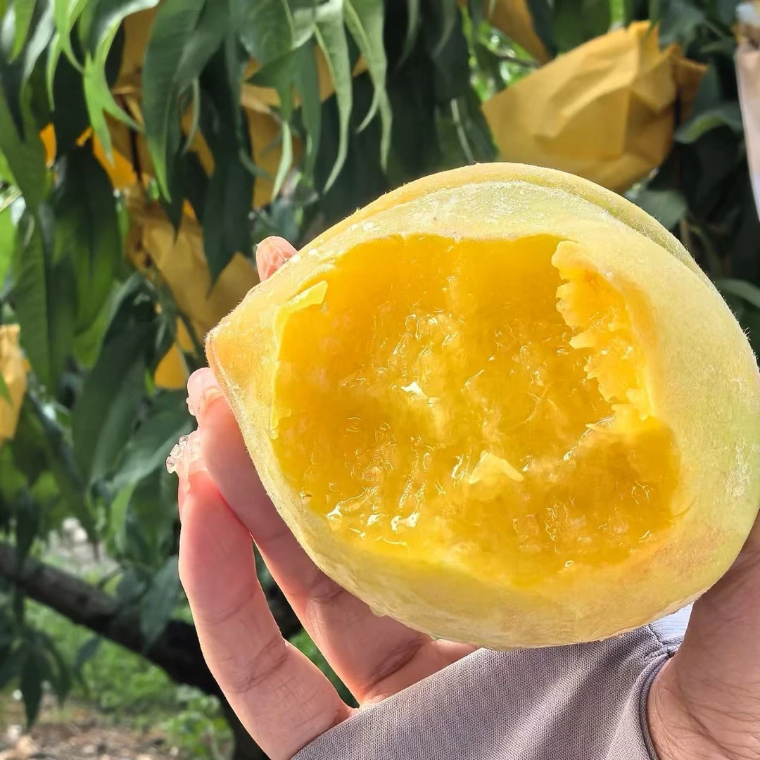 湖南永州蓝山特产现摘锦绣黄桃爆甜超好吃鲜吃脆甜放软爆汁