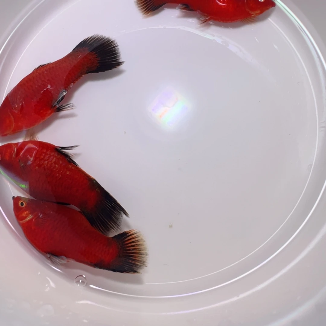 虎皮鱼黑尾猫5公四条装