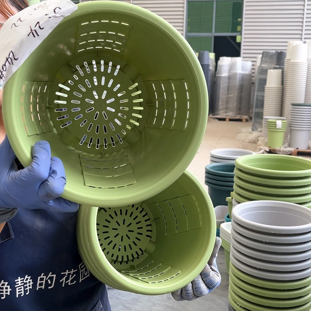 玫瑰盆240果绿5个无托