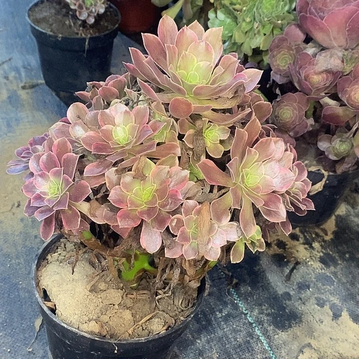 金丝玫瑰多肉植物028