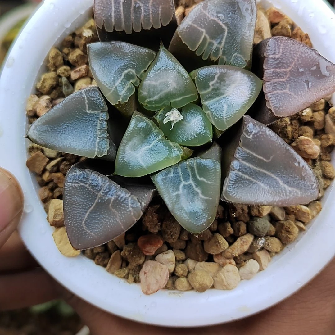 125实生云窗乱纹 6.6厘米左右一物一拍带盆