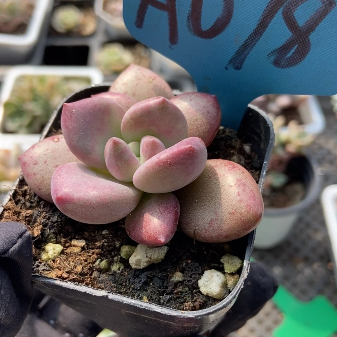 078赫菲多肉植物保护