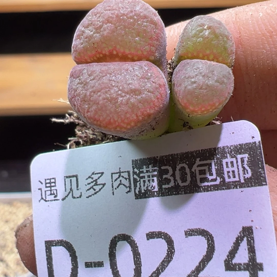 多肉植物1111111111