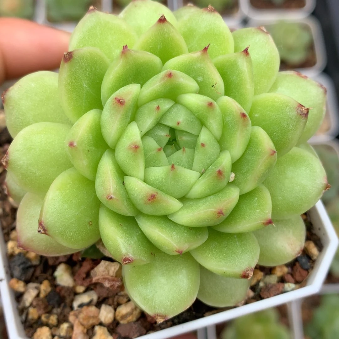 0703-146 珍妮麦杆