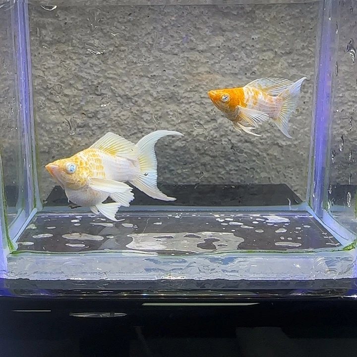 孔雀鱼樱花钻眼玛丽。29号