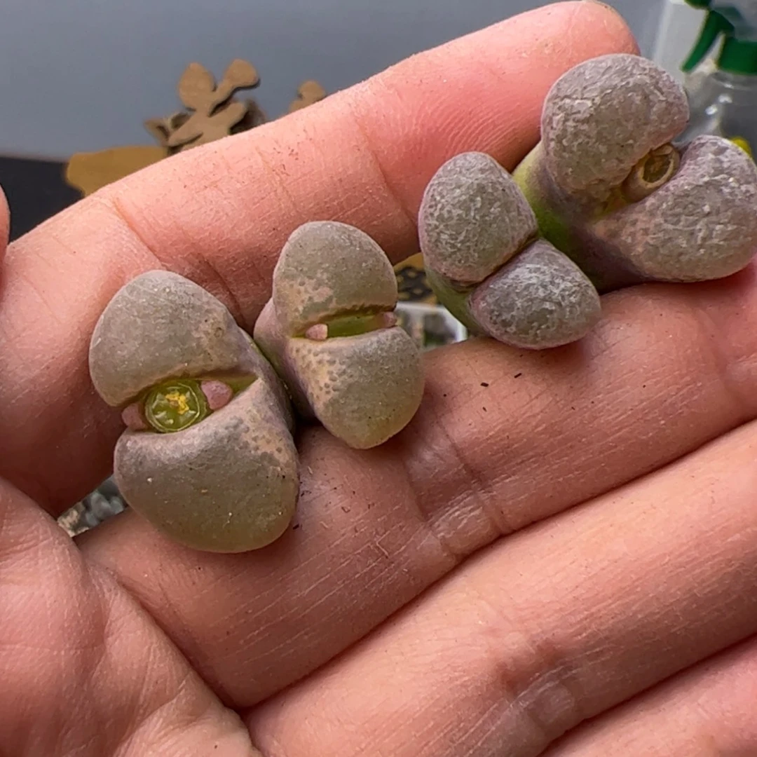 【闪购商品】000000006