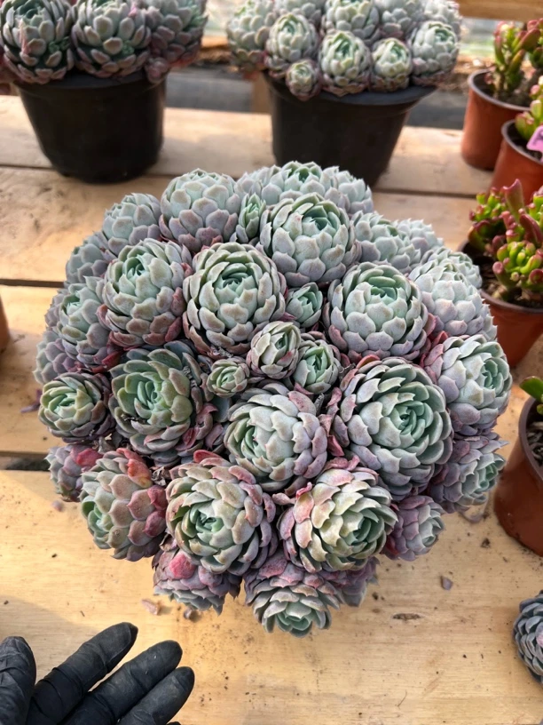 群生大贝瑞多肉植物  全场满18.8包邮，偏远地区128包邮