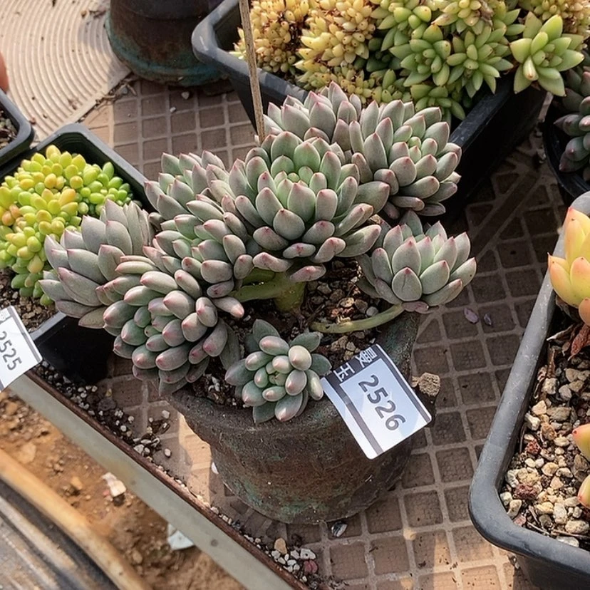 【闪购商品】岩子2526