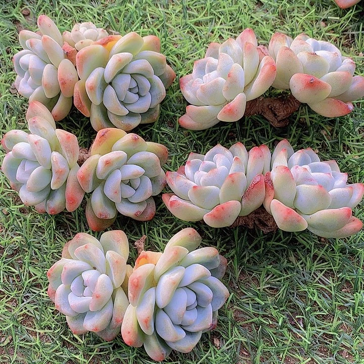 一物一拍，福利粗腿5颗双头冰玉