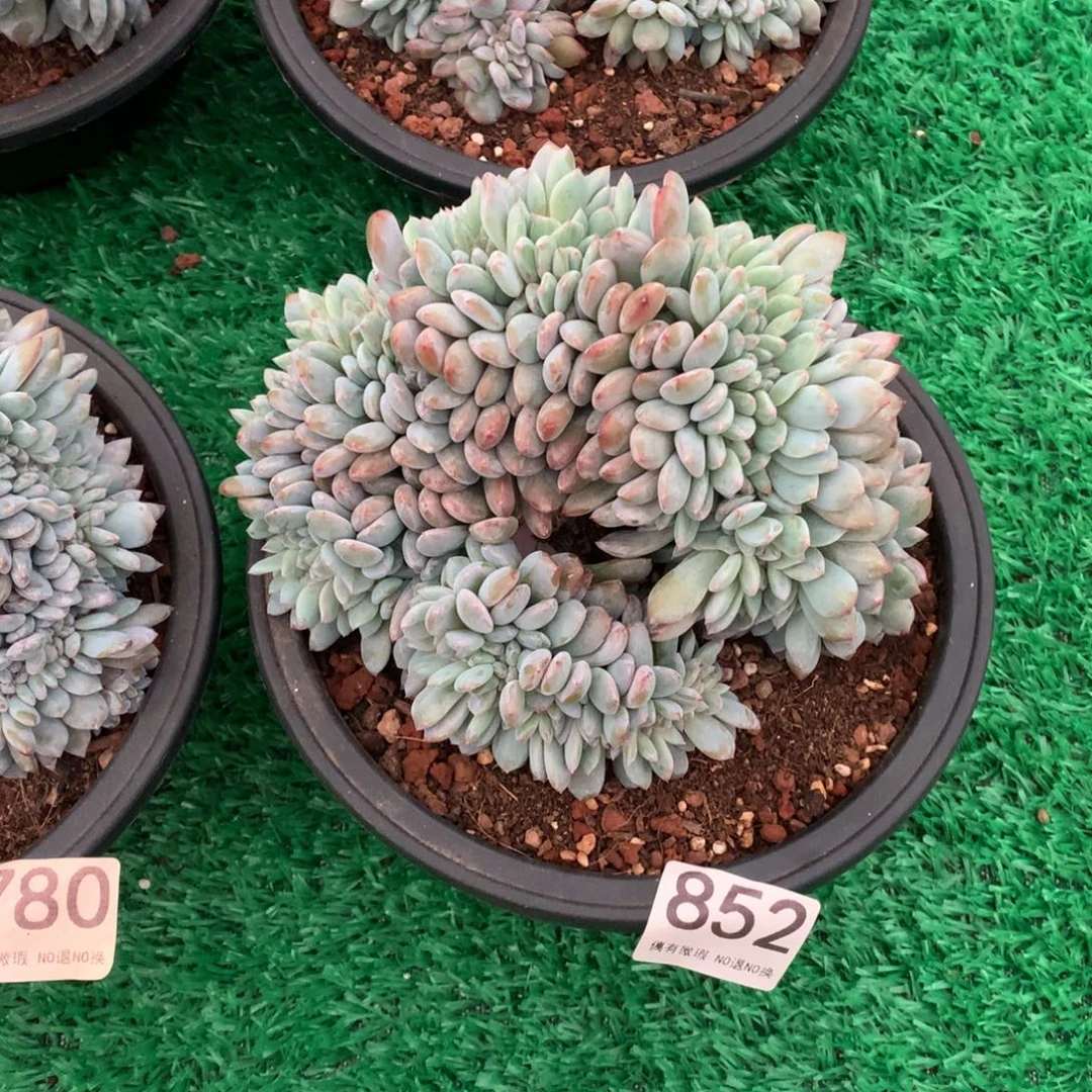 852橙子缀多肉植物