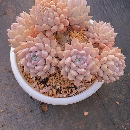 H**?奶糖杂交多肉植物