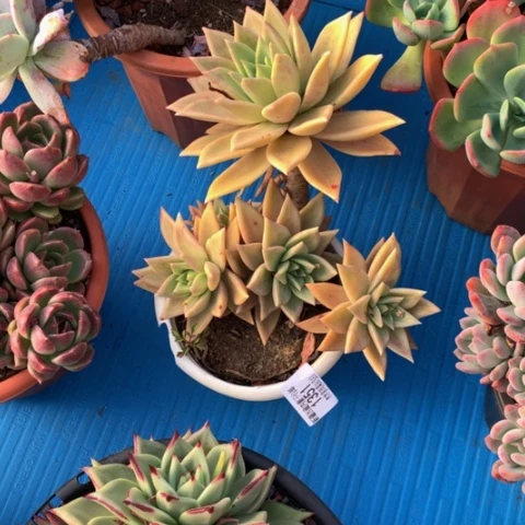 奔***鱼1351黄金表丽娜多肉