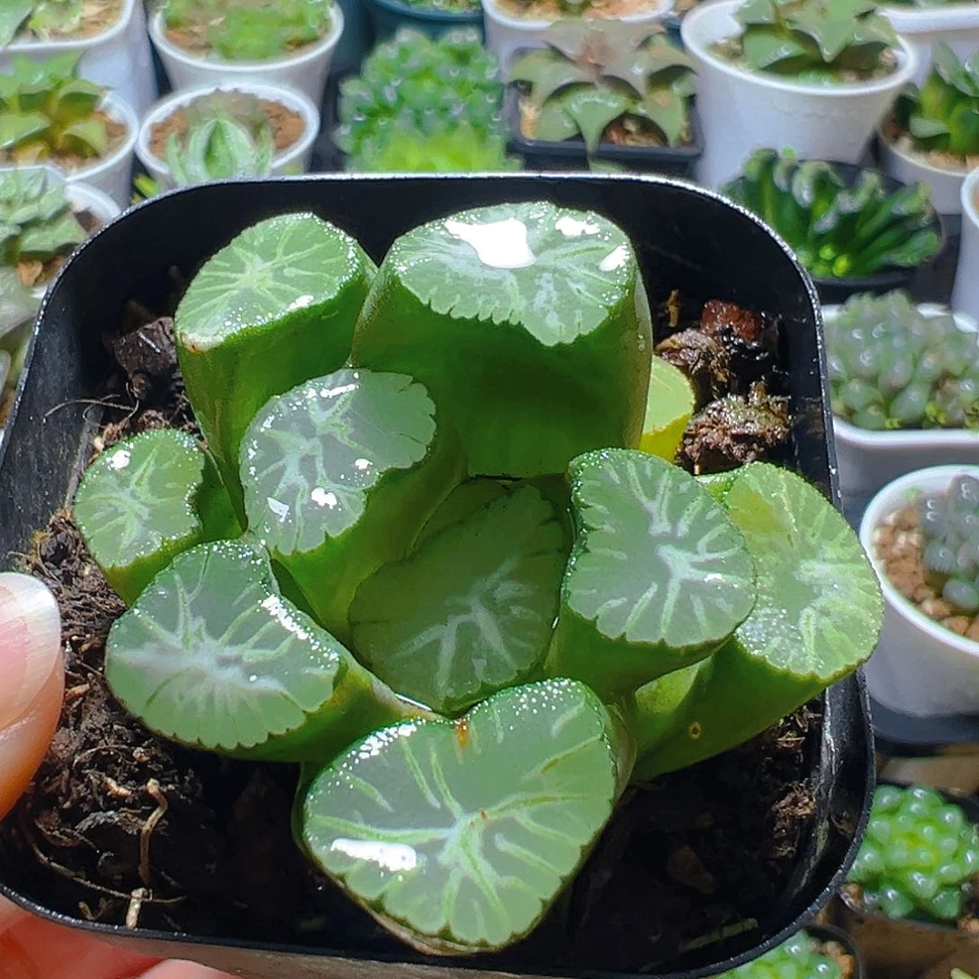 雪龙万象多肉多肉多肉一颗