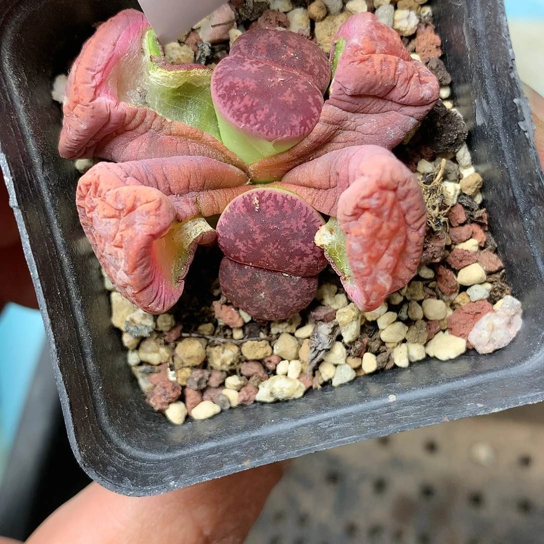 B248多肉植物保护研究所