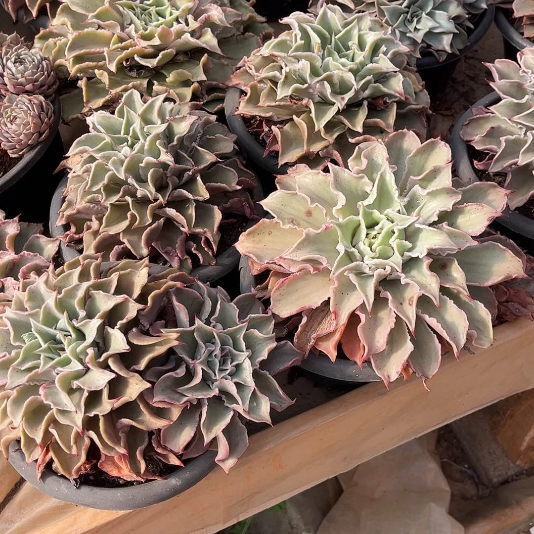 多肉植物饺子皮12.66