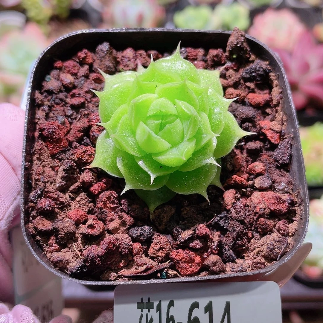 花利美16-614麦秆