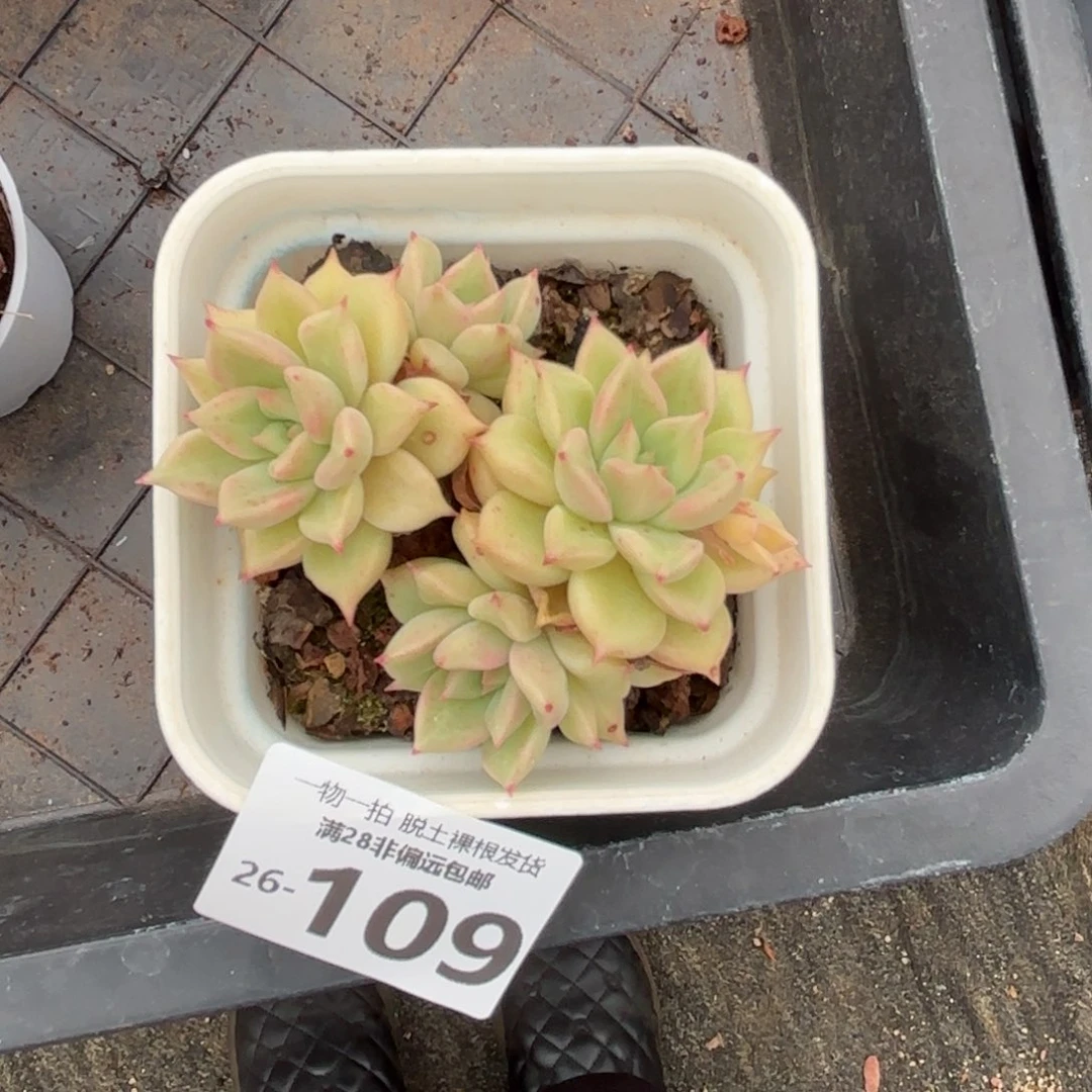 黄金璀璨老桩多肉多肉