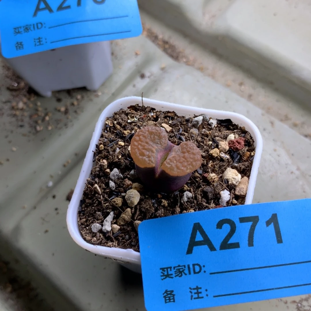 a271磁铁风铃母本