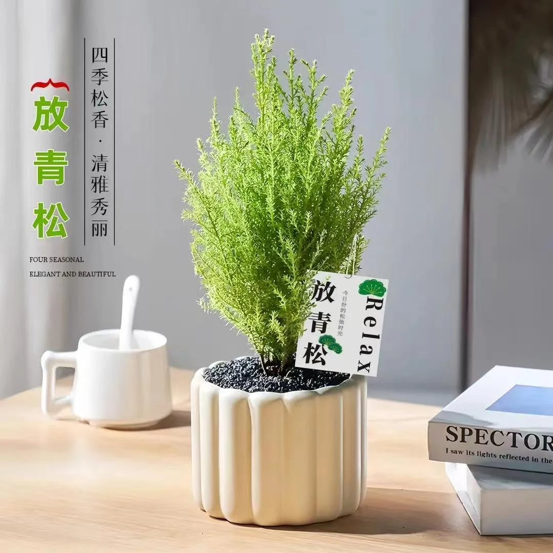 小香松绿植桌面防辐射盆栽四季长青圣诞树北欧风花卉办公室青松