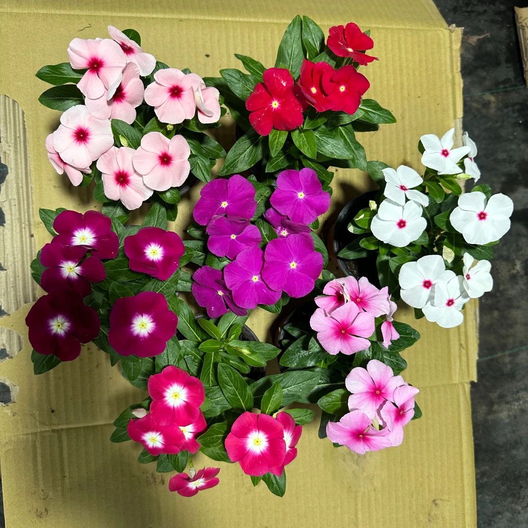 （拍一发三）天天开长春花 耐热室内庭院花卉盆栽 三盆三色