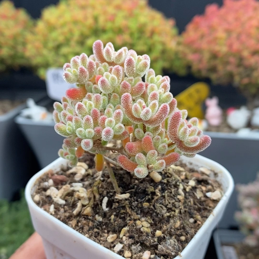 无花朵41号优选冰晶枝干